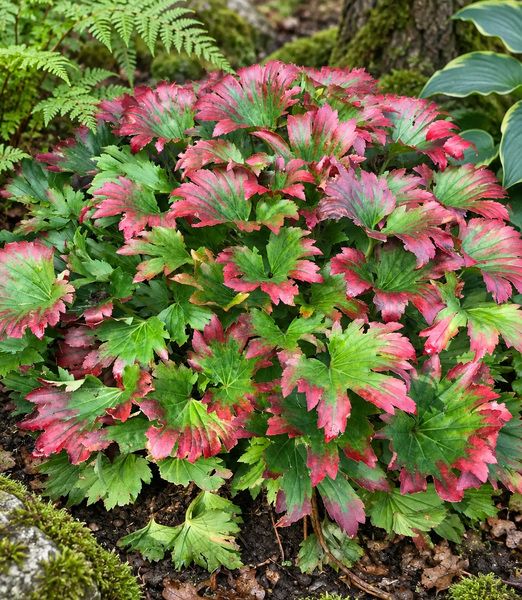 Mukdenia rossii ‘Karasuba’